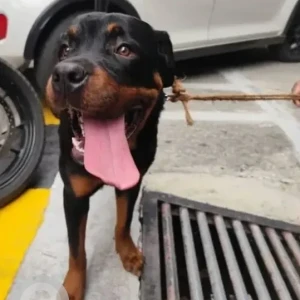 A Black and Brown Rottweiler Dog Found from Padmanabhanagar, Bengaluru