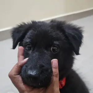 A Black Indie mix Dog Missing from Dattagali, Mysuru-2