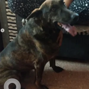 A Black and Brown Indie Dog Missing from Sarjapura Road-2