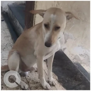 A White-Brown Mix Indie Dog Missing from Dadar, Mumbai