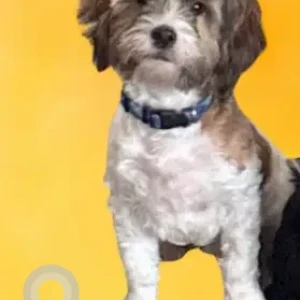 A White-Brown Mix mix Dog Missing from oronoke rd