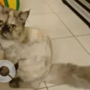 A White British Longhair Cat Cat Missing from Trinity Meadows, Bellandur-2