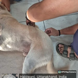 Rabies vaccination-50