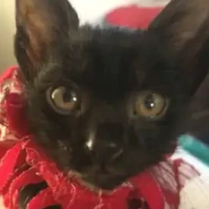 A Black Indie Cat Missing from Budhanilkantha Municipality Ward No. 1