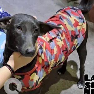 A Black Indie Dog Missing from B1 Block, Janakpuri