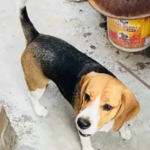 A White-Brown Mix Beagle Dog Found from Jharoda, Sant Nagar,-2