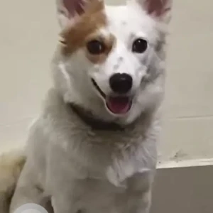 A White-Brown Mix Pomeranian Dog Missing from Tuni Toll Gate