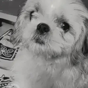A White-Brown Mix Shih Tzu Dog Missing from Kothanur, Bengaluru