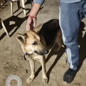 A Black and Brown German Shepherd Dog Found from DPS Chowk
