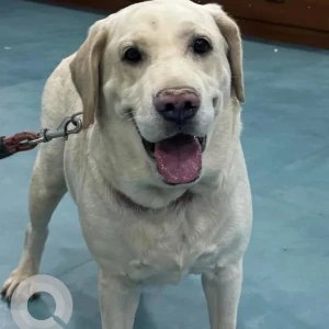 A White Labrador Dog Found from Greater Hyderabad Municipal Corporation Central Zone, Hyderabad
