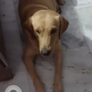 Male Labrador Retriever Dog Adoption for Adoption in Dhenkanal-2