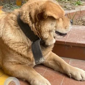 A Brown Indie Dog Found from Tribhuwan university area