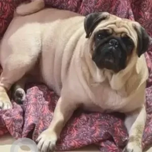 A White Pug Dog Missing from Jnana Ganga Nagar, Bengaluru