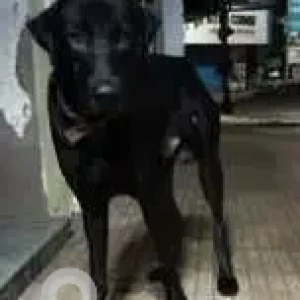 A Black Doberman Dog Missing from Margao Industrial Estates, Sao Jose De Areal