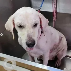 A White Golden Retriever Dog Found from Narayanapura, Bengaluru