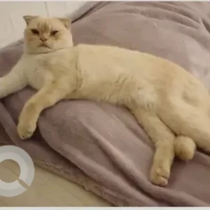 A White scottish fold Cat Missing from forsan central mall, khalifa city