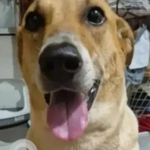 A White-Brown Mix Indie Dog Missing from Sector17, Roadpali Kalamboli