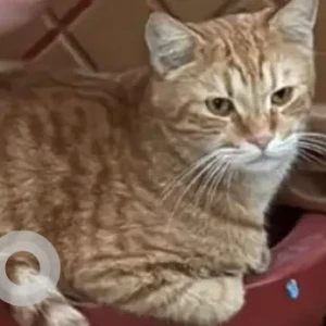 A Golden Ginger Cat Missing from Jumeirah 1, near to SPINNEYS and GMC Clinic.