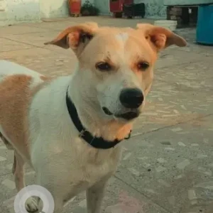 A White-Brown Mix Indie Dog Missing from Govindpuri