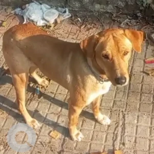 A White-Brown Mix Indie Dog Found from Dwarka sector 6