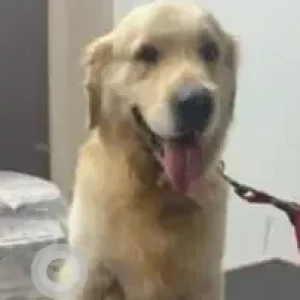 A White Golden Retriever Dog Found from Appa junction -Narsingi Road