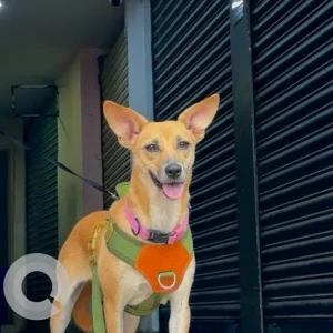 A White-Brown Mix Indie Dog Missing from Greater Hyderabad Municipal Corporation East Zone, Hyderabad
