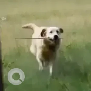 A Golden Golden Retriever Dog Missing from Ivarakondapura, Bengaluru-2