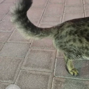 A Dusky Domestic Shorthair Cat Found from Geant hyper market Motor City-3