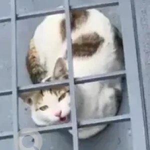 A Grey-White Mix Indie Cat Found from HSR layout sector 2