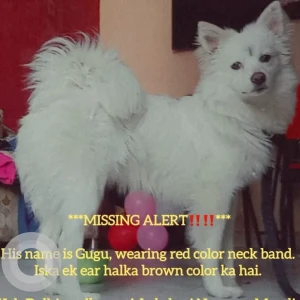 A White Pomeranian Dog Missing from Lakshmi Narayan Mandir