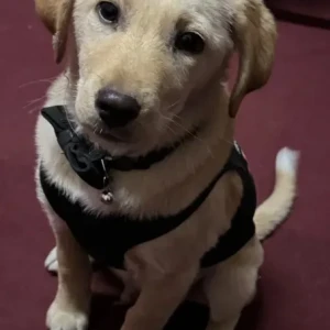 A Light Brown Lab Cross Dog Missing from Gurkha 1 boot camp (Gokarna)