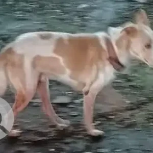 A White-Brown Mix Indie Dog Missing from Shivajinagar, Pune-2