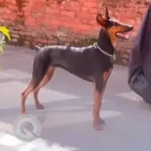 A Black and Brown Doberman Dog Found from Maharajgunj-3