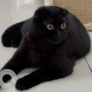 A Black Scottish Fold Cat Missing from Sheikh Mohammed bin Zayed Road