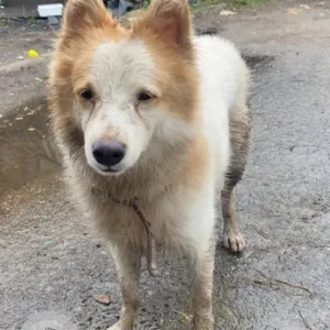 A White-Brown Mix Indian Spitz Dog Missing from VGN Mahalakshmi Nagar Arch