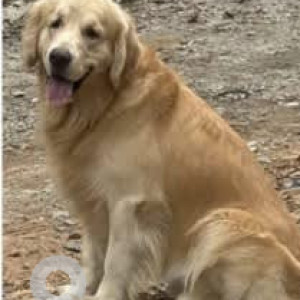 A White-Brown Mix Golden Retriever Dog Missing from 1 Cross Raja Rajeswari Nagar, Anthoniyar Koil Street, Venkata Nagar, Puducherry, 605011, India