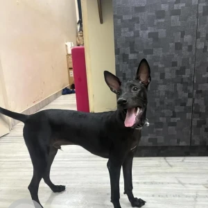 A Black Indie Dog Missing from West K.K.Nagar
