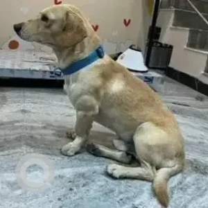 A White-Brown Mix Dachshund Dog Found from Mantri Alpyne apartment, Channasandra-2