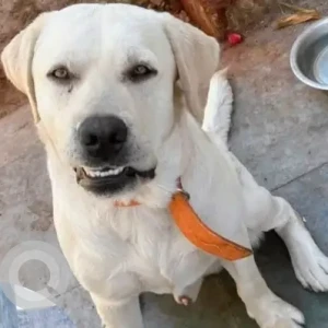 Male Lab Dog Adoption for Adoption in Ahmedabad