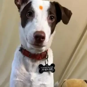 A White-Brown Mix Indie Dog Missing from Malviya Nagar, New Delhi