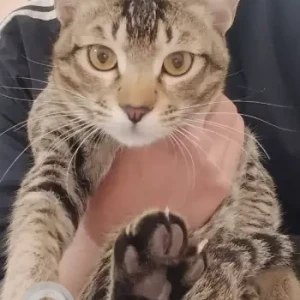 A Black and Brown Indie Cat Missing from Sector 12, Sonipat