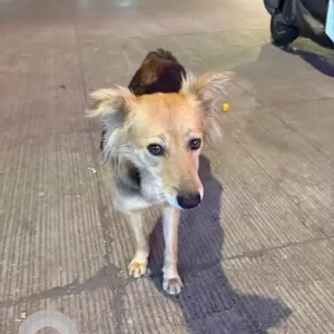A Black and Brown Indie Dog Found from Lokhandwala Andheri West