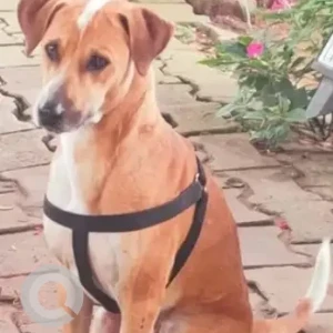 A White-Brown Mix Indie Dog Found from J. P. Nagar, Bengaluru