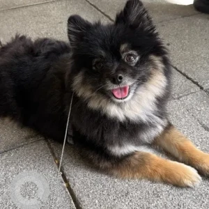 A Black and Brown Pomeranian Dog Found from Khalifa City , near Raha international school