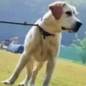 A White Labrador Dog Missing from Mahavir Enclave