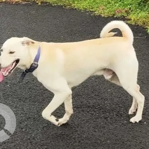 A White Indie Dog Missing from Aakar Excelsior, Colva Benaulim Road-2