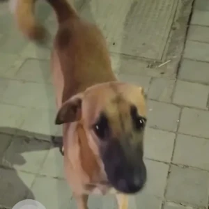 A White-Brown Mix Indie Dog Found from Pimpri Chinchwad-2