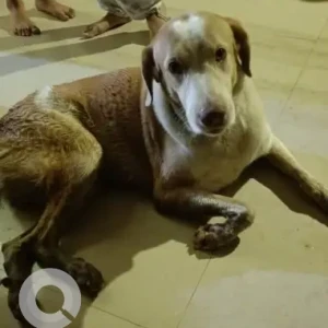 A White-Brown Mix Indie Dog Missing from Thoraipakkam, OMR