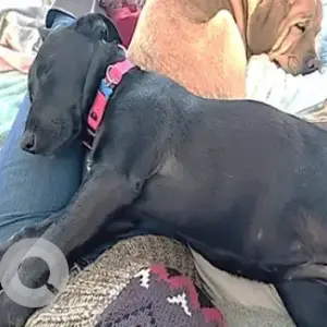 A Black Labrador Mix Dog Missing from Wamsutta Road and Lindsey Street near Bungy Lake