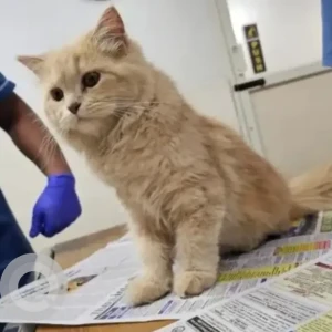 A Orange Persian Cat Found from J. P. Nagar, Bengaluru